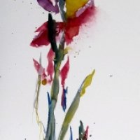 Gladiolen 28/76 cm